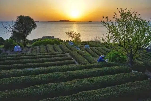 有关于青岛崂山区以“茶”为媒入选山东唯一“全国试点”的资讯(1)