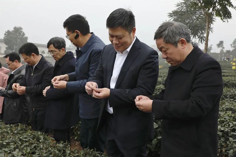 有关于万众瞩目！2023年第十六届中国·宜宾早茶节在筠连开幕的新闻(8)
