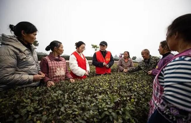 有关于宜宾翠屏2023早茶陆续开采的信息(1)