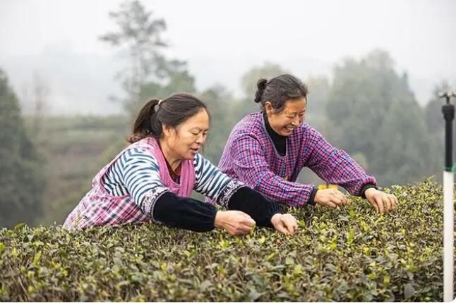 有关于宜宾翠屏2023早茶陆续开采的信息(3)