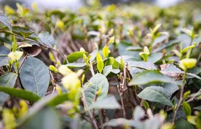 有关于宜宾翠屏2023早茶陆续开采的信息