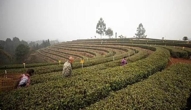 有关于宜宾翠屏2023早茶陆续开采的信息(2)