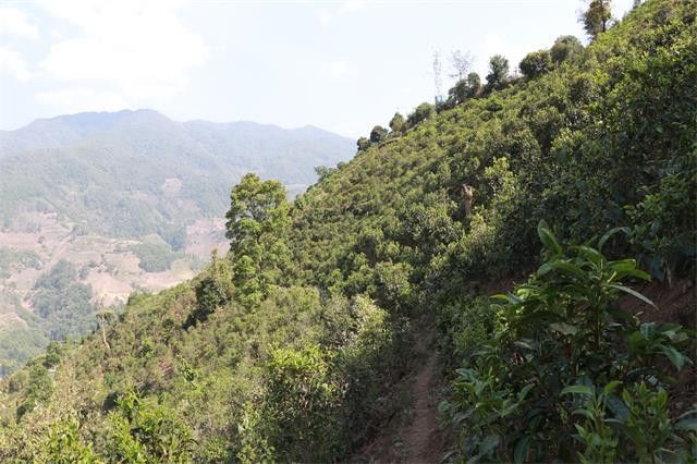 有关于2023年临沧茶区普洱春茶价格行情表的内容(3)