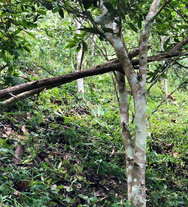 关于2023年易武蟒蛇箐古树春茶多少钱的消息