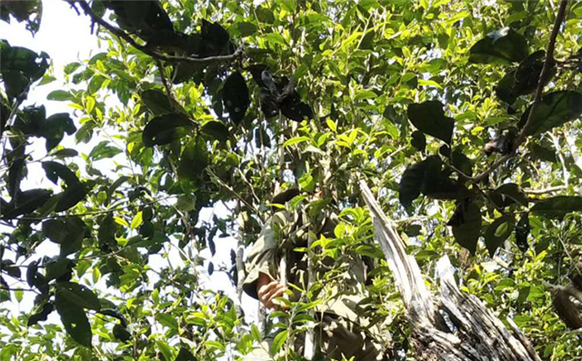 关于2023年易武蟒蛇箐古树春茶多少钱的消息(2)