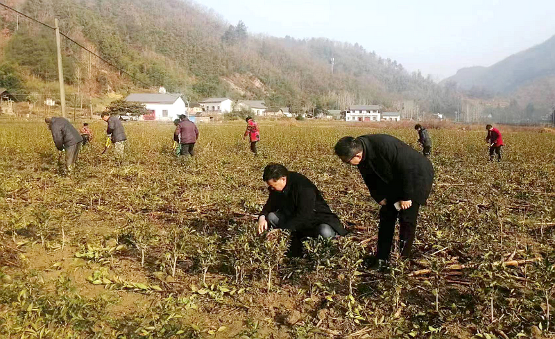 关于化龙堰镇：茶园管护忙 产业发展旺的新闻(1)