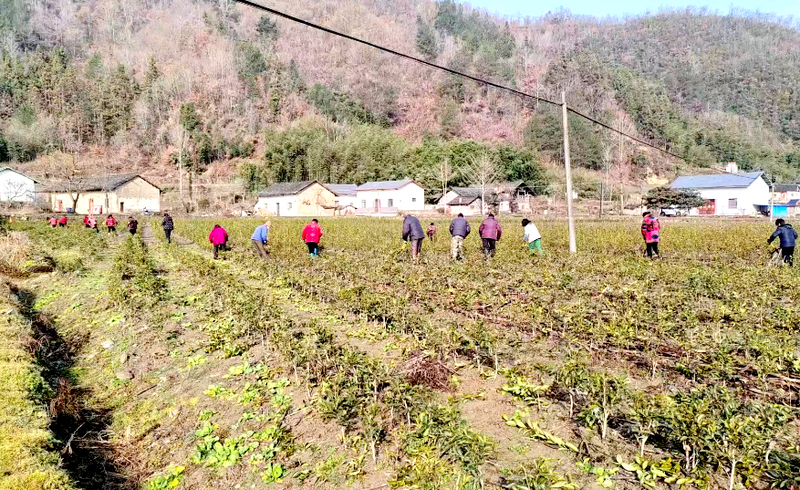 关于化龙堰镇：茶园管护忙 产业发展旺的新闻