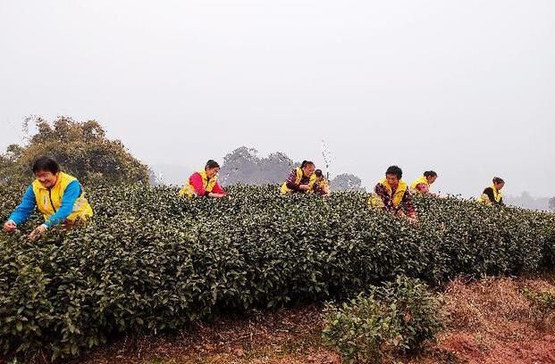 有关于泸州：乡贤聚力兴产业 茶叶铺就致富路的内容