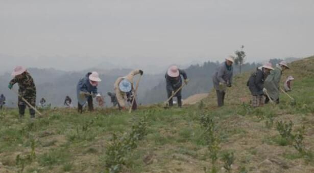 有关于紫云县坝羊镇：春耕正当时 茶园管护忙的信息(5)