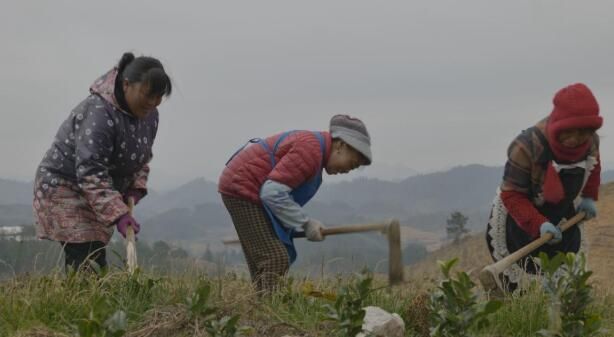 有关于紫云县坝羊镇：春耕正当时 茶园管护忙的信息(1)