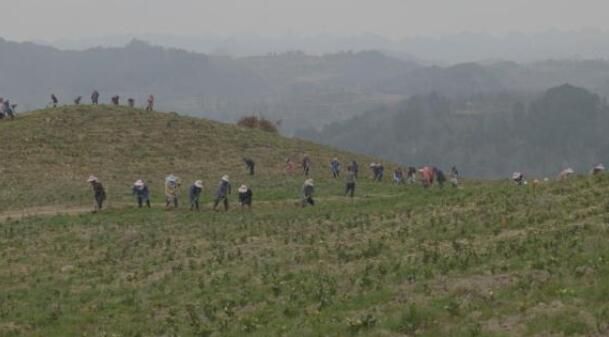 有关于紫云县坝羊镇：春耕正当时 茶园管护忙的信息