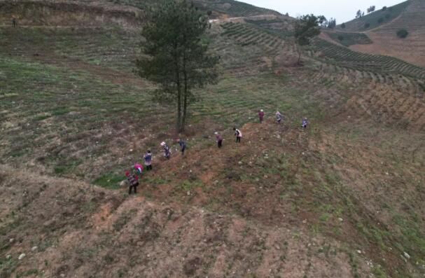 有关于紫云县坝羊镇：春耕正当时 茶园管护忙的信息(3)