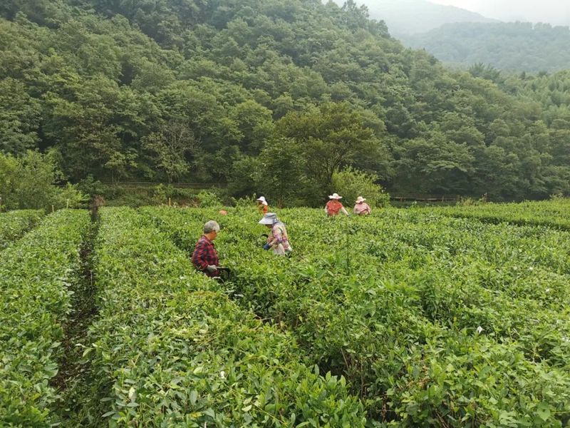 有关于陇南阳坝：春来茶园管护忙 赋能乡村新动力的新闻(1)