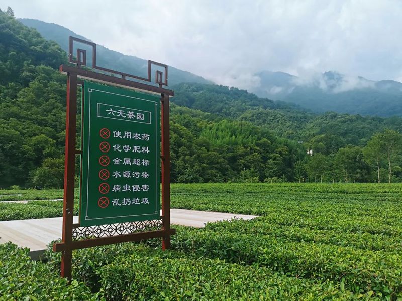 有关于陇南阳坝：春来茶园管护忙 赋能乡村新动力的新闻