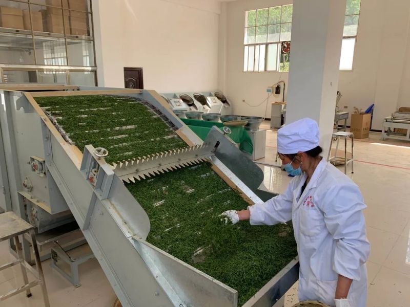 有关于陇南阳坝：春来茶园管护忙 赋能乡村新动力的新闻(3)