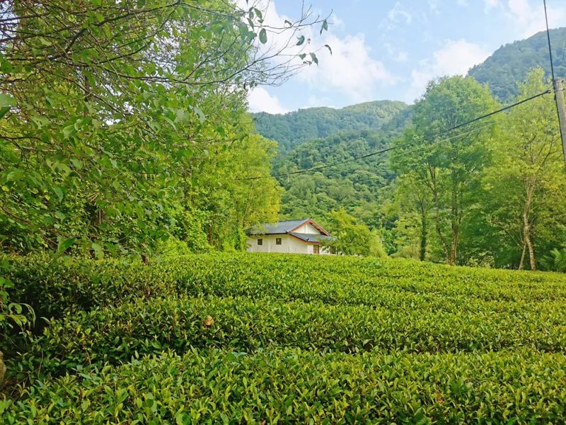 有关于陇南阳坝：春来茶园管护忙 赋能乡村新动力的新闻(4)