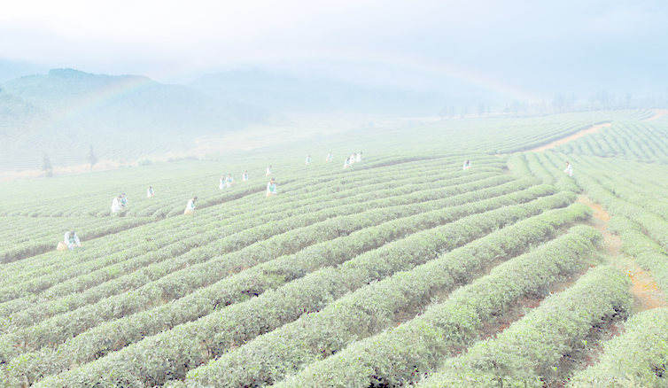 关于湖北政银合力共促青砖茶一二三产业融合发展的消息