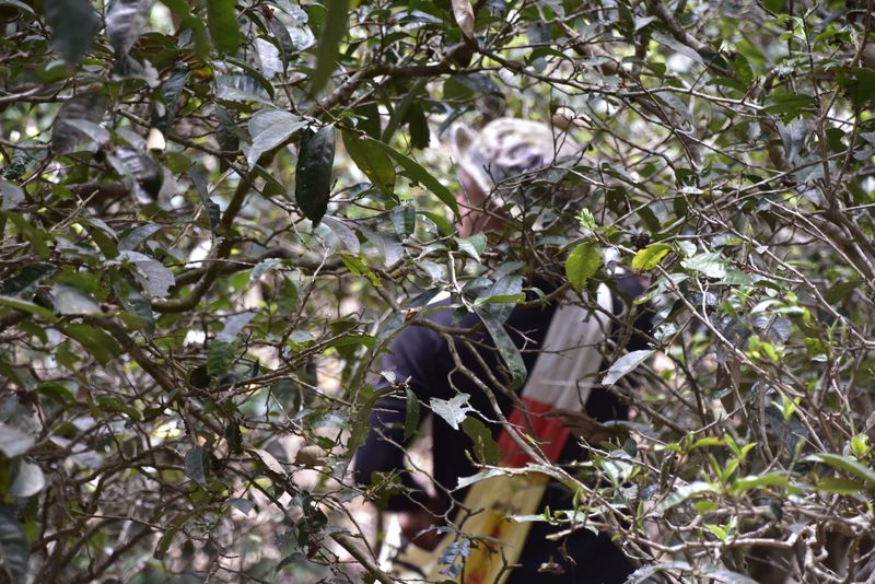 关于贺开春茶特点，贺开2023年古树春茶价格的资讯(1)