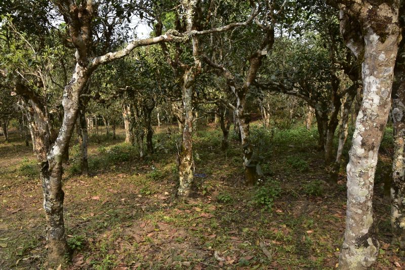 关于贺开春茶特点，贺开2023年古树春茶价格的资讯