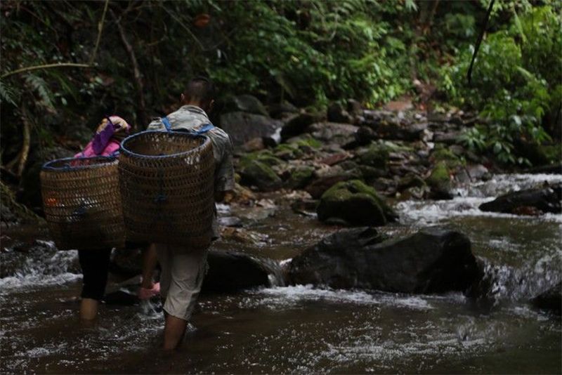 关于2023年易武春茶预售价格的相关信息(2)