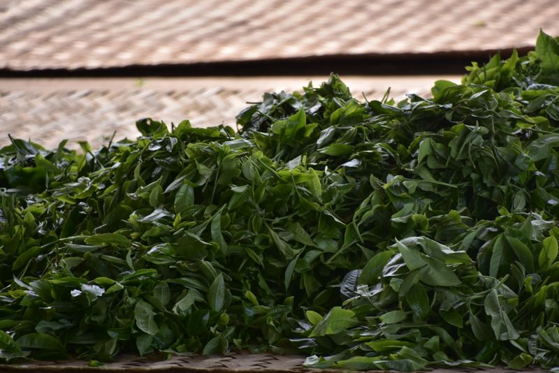 关于2023年易武春茶预售价格的相关信息(1)