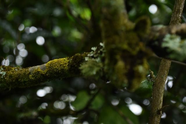 关于2023年易武春茶预售价格的相关信息