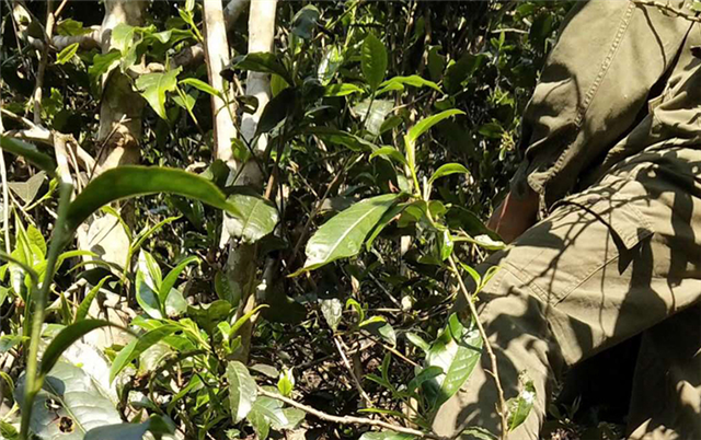 关于2023年易武多依树春茶价格如何的资讯(1)