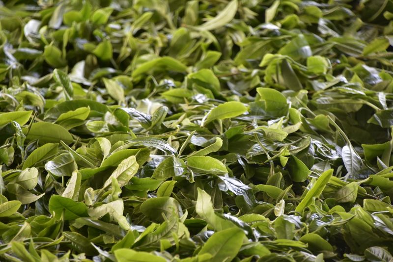 关于邦崴古树茶2023年春茶价格的内容(3)