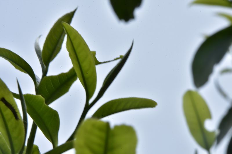 关于邦崴古树茶2023年春茶价格的内容(2)