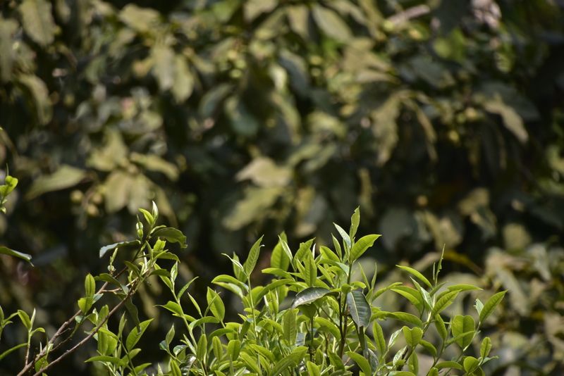 关于邦崴古树茶2023年春茶价格的内容(1)