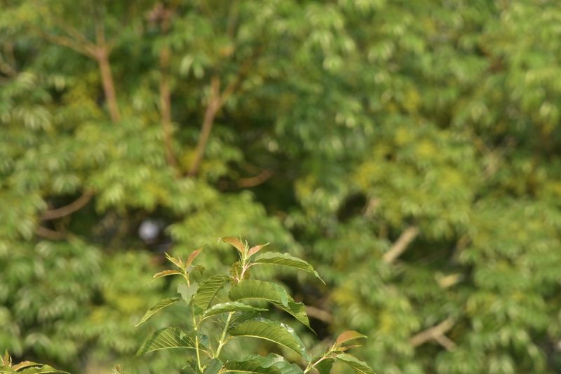 关于邦崴古树茶2023年春茶价格的内容