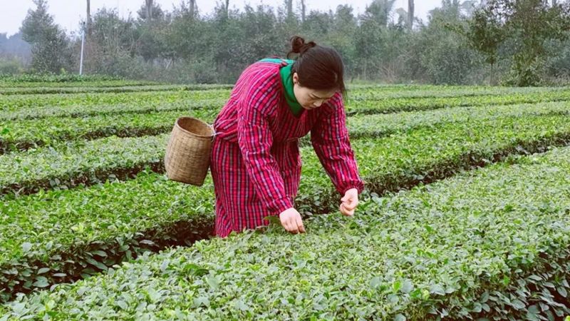 有关于鲜香清爽 夹江春茶开采啦！的相关内容(2)