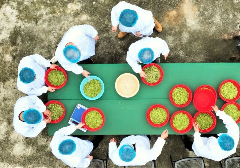 有关于鲜香清爽 夹江春茶开采啦！的相关内容(4)