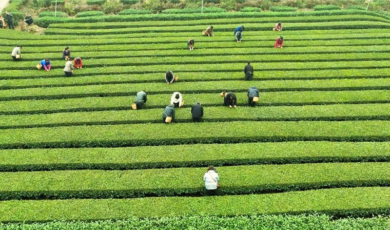 有关于鲜香清爽 夹江春茶开采啦！的相关内容(1)