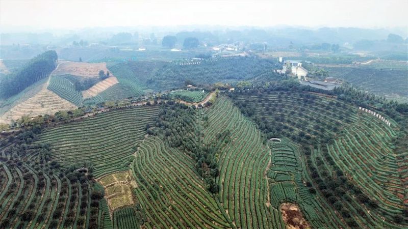 有关于鲜香清爽 夹江春茶开采啦！的相关内容