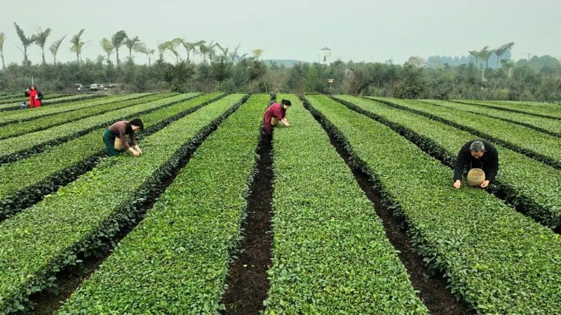 有关于鲜香清爽 夹江春茶开采啦！的相关内容(5)