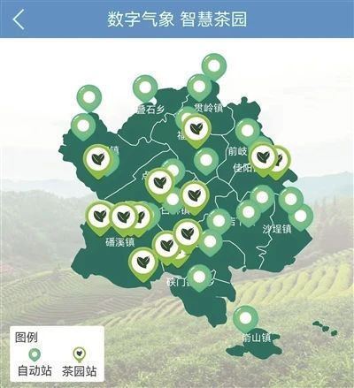 关于福鼎白茶：科技赋能 质无止境的相关内容(1)