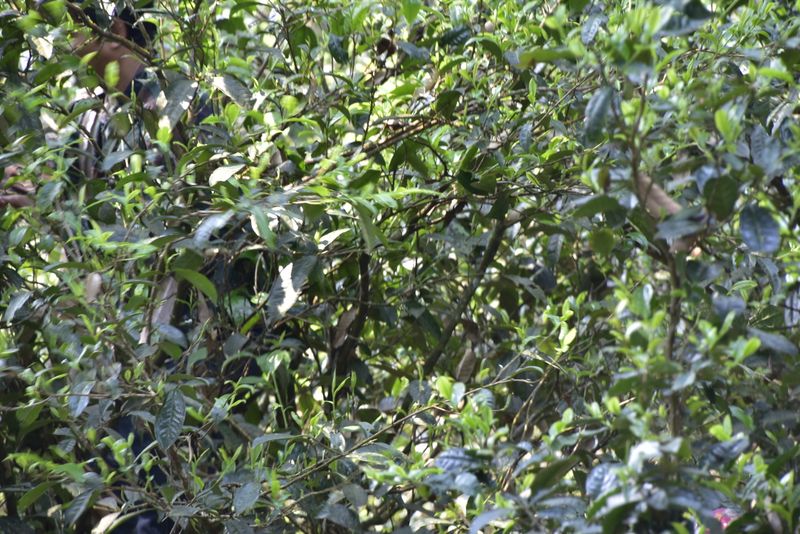 关于倚邦春茶特点，2023年倚邦古树茶价格多少钱的最新消息(1)