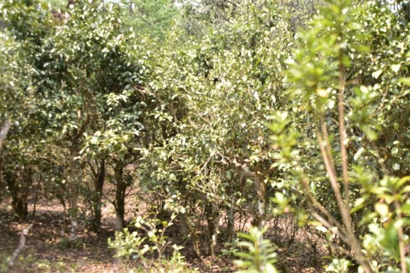 关于2023年景迈芒景古树茶价格的内容(1)