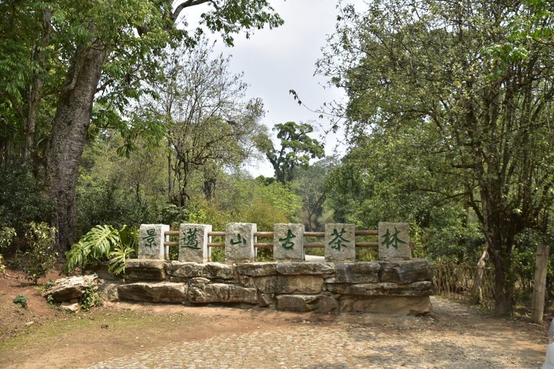 关于2023年景迈芒景古树茶价格的内容