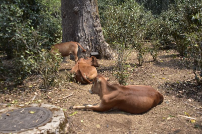 关于2023年景迈芒景古树茶价格的内容(2)