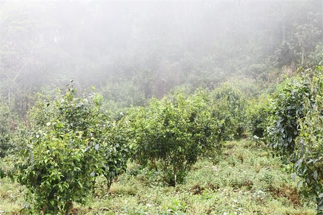 有关于今年哀牢山（2023）春茶价格的信息