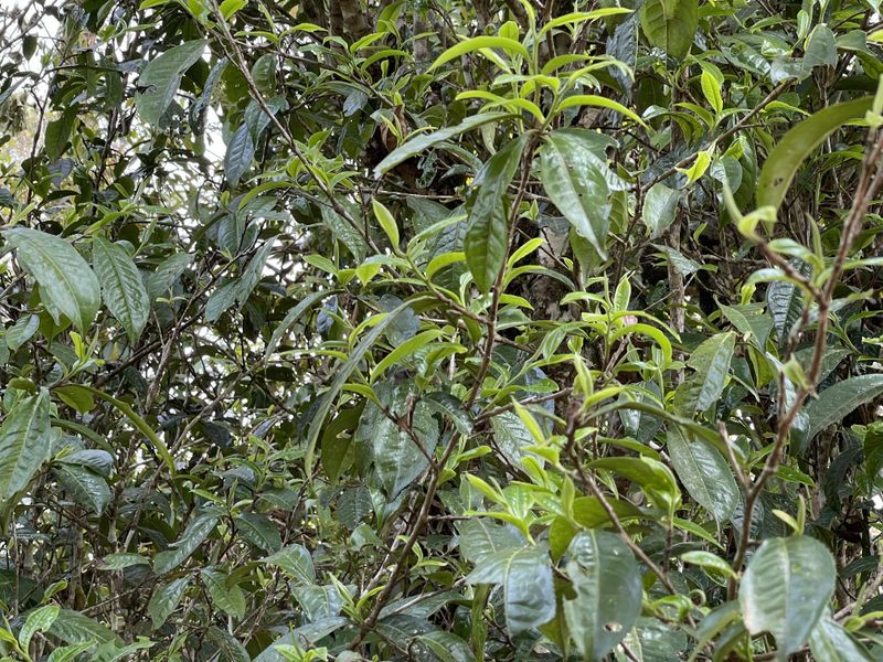 关于2023年易武高山寨古树茶价格的新闻