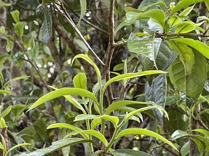 关于2023年易武高山寨古树茶价格的新闻(1)