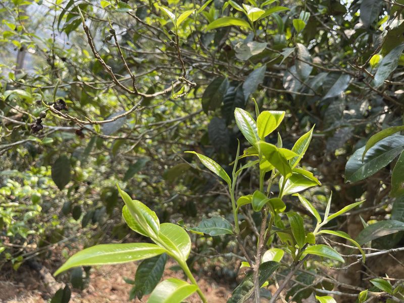 关于2023年易武高山寨古树茶价格的新闻(2)