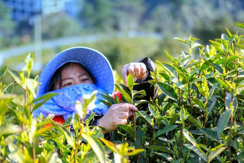 关于安吉白茶促共富 品牌发展惠民生的新闻(1)