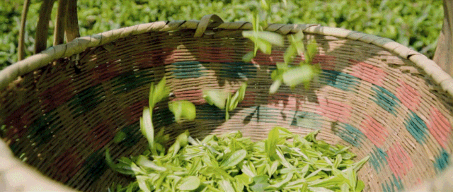 有关于贵州、四川、云南、广西等多地春茶陆续开采!的新闻(2)