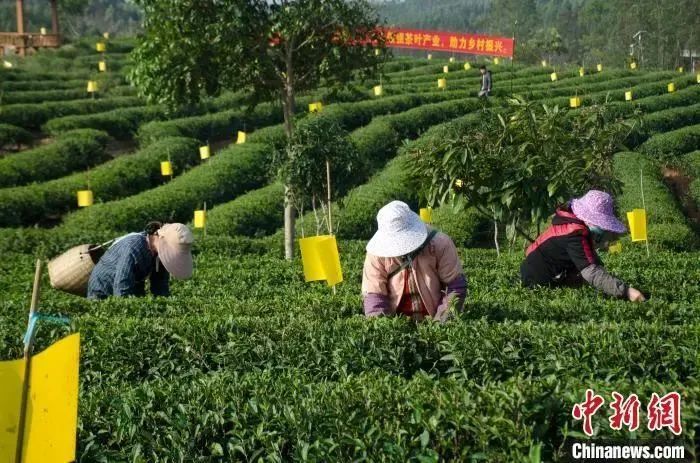 有关于贵州、四川、云南、广西等多地春茶陆续开采！的新闻(5)