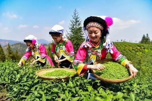 有关于贵州、四川、云南、广西等多地春茶陆续开采!的新闻