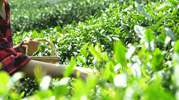 有关于贵州、四川、云南、广西等多地春茶陆续开采!的新闻(1)